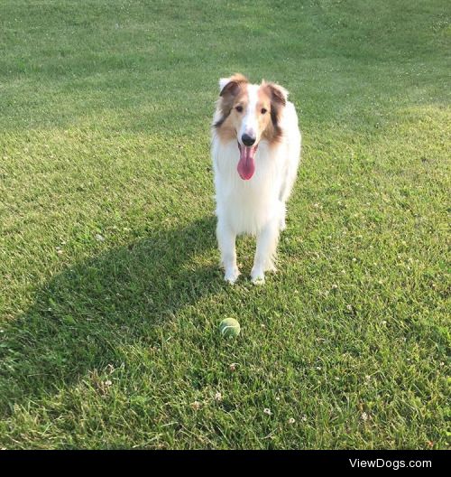 Casper the Collie, having fun playing fetch in the field as…