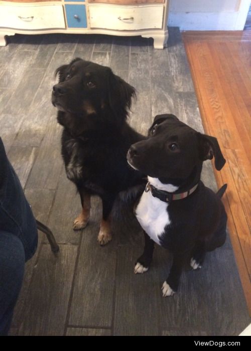 Brooklyn the Shepard/Collie and Mojo the Staffie/Lab. My…