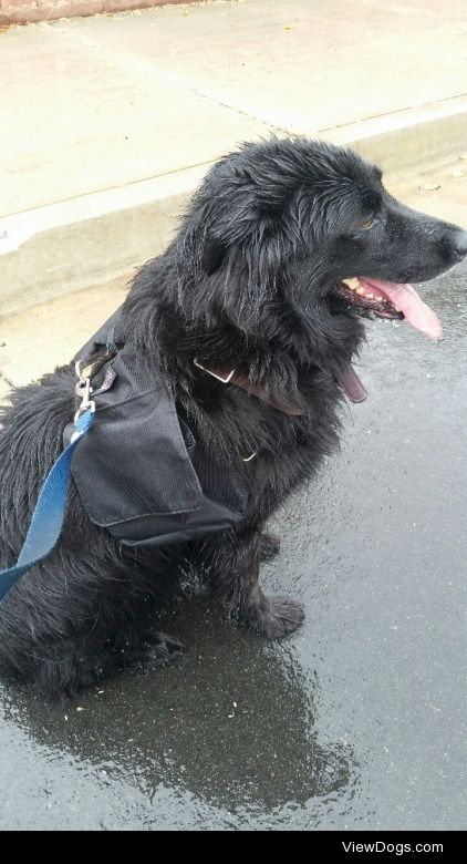 #AspenTheServiceDog  working in the rain