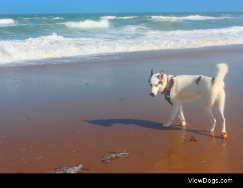 Zeus! He turns 10 months on the 22nd of October…