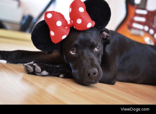 Ben makes the best Minnie Mouse! (8 months old pit/lab mix)