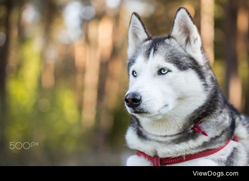 Sergey Filonenko | Portrait of Siberian Husky. Closeup.