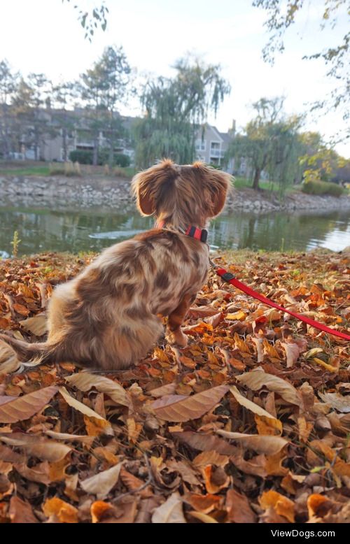 Boh enjoying Fall! He is a 10 month old chocolate and tan dapple…