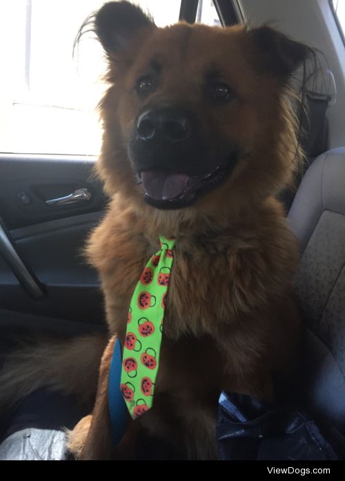 This is Sasquatch and he’s excited for Halloween!