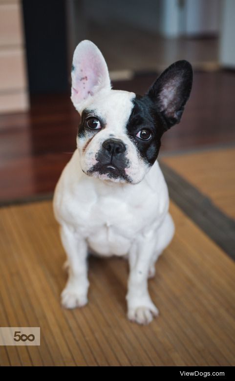 French bulldog dog at home | Mymages