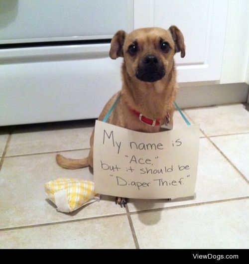 Diaper Thief

My name is “Ace,” but it should be…