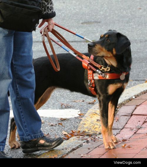 tanpoint:

Color Morph Series: Tan-point Labrador…