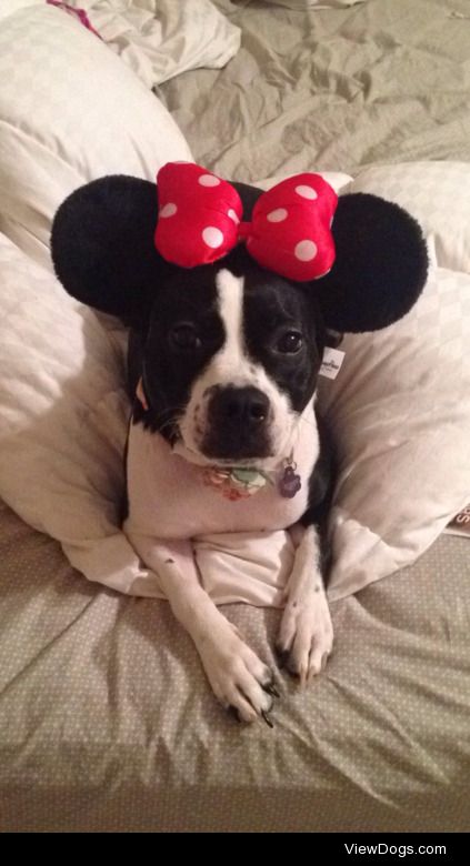 This is Penelope! My Boston terrier mix! She is a beautiful…