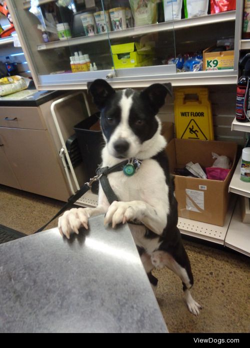 Levi, a handsome dog who I met at a pet store!