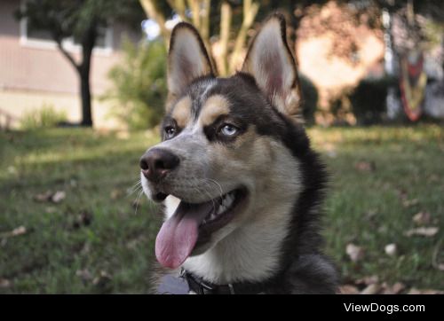 Kenai, my seven month old Siberian husky