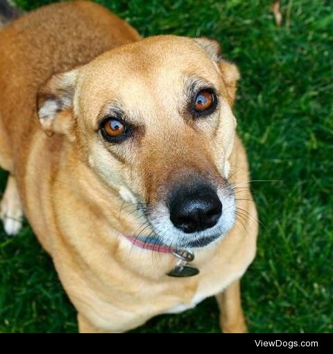 Adelaide, eleven year old German Shepherd/Greyhound mix.