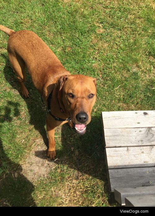 Annie, a sharpei/greyhound mix