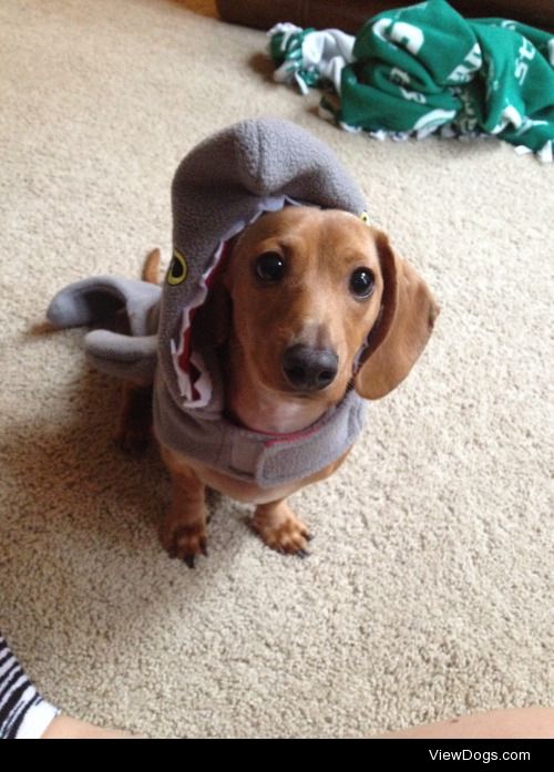 biggiethedachshund:

Happy Hallo-weenie :)