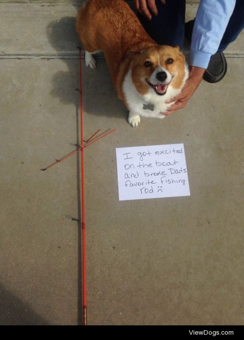 I got too excited on the boat!

Our Welsh Corgi Buddin got so…