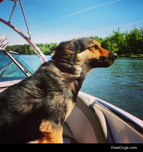 This is Toby, a Tibetan Mastiff mix and a recuse dog who loves…