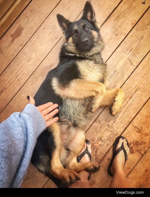 Instagram – OscarTheGSD
He’ll be 1 in a few days!