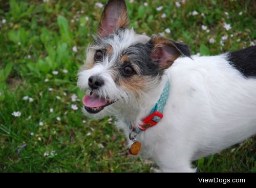 This is Bizzie a Jack Russell mix! She is as sassy as she is…