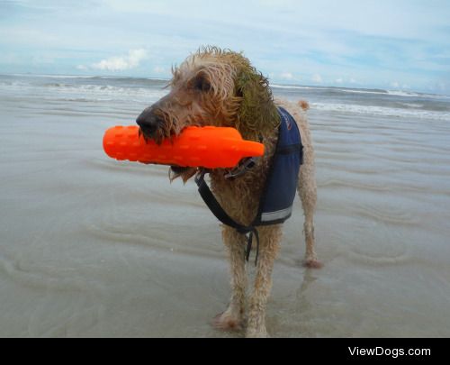 My poodle mix Nalla doing water retrieves at the beach