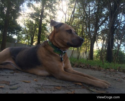 Rin Tin Tin and I enjoying the cool Florida morning, despite…