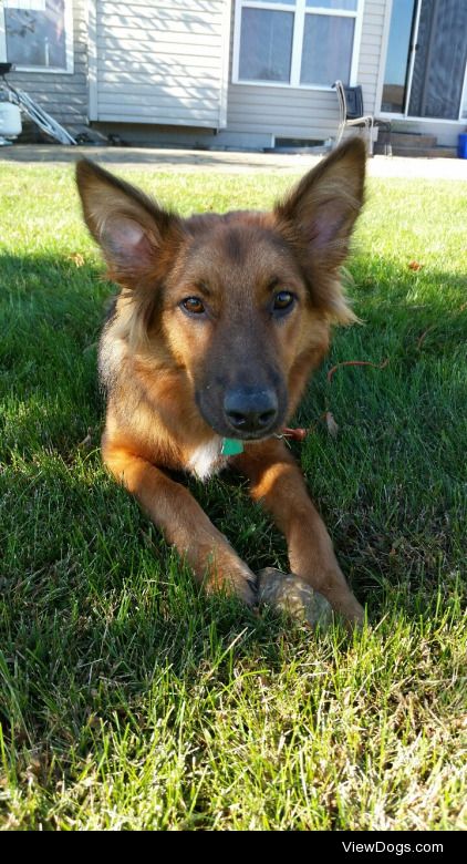 My baby boy Otto, an 11 month old German Shepherd+Border Collie…