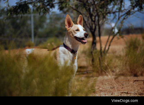 Baladi | Egyptian Baladi Dog[Photo taken after her first few…