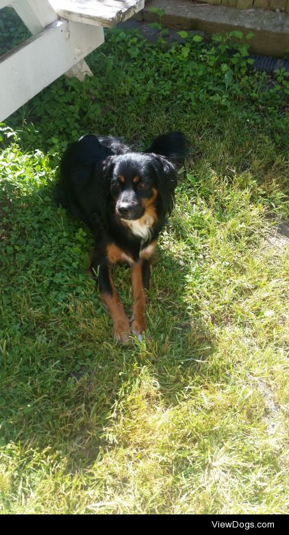 Goliath enjoying the sun 