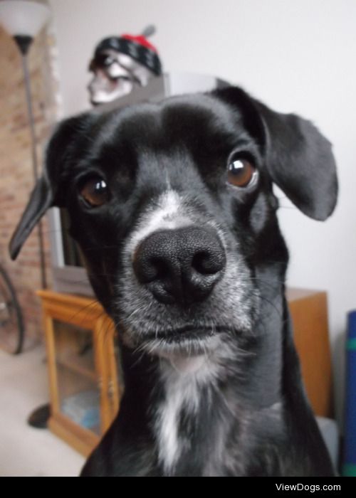 Duncan’s face when i hold a treat right behind the camera! 