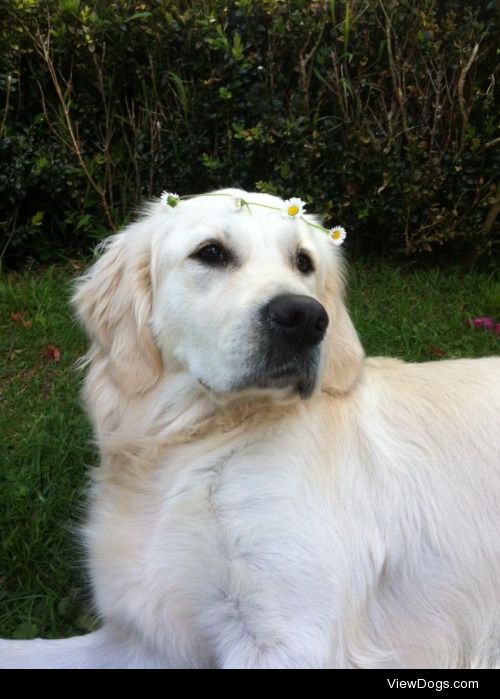 Nellie, my Golden Retriever puppy. She turns 1 in less than a…