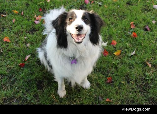 An autumn floof.