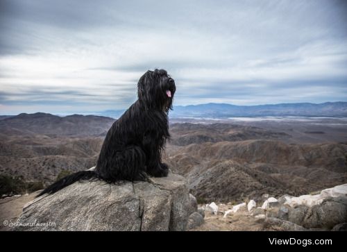 Jasmin Leonard | Keys View, Joshua Tree