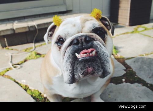 These are my two adorably quirky English Bulldogs; Ella (first…