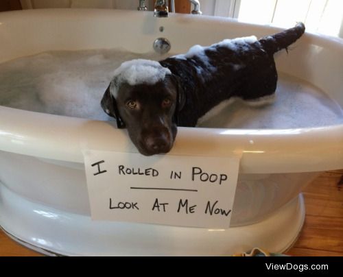 Look at me now

I rolled in poop – look at me now