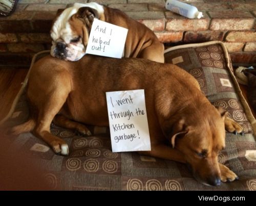 Garbage in, Garbage out

Came home to see two very guilty faces….