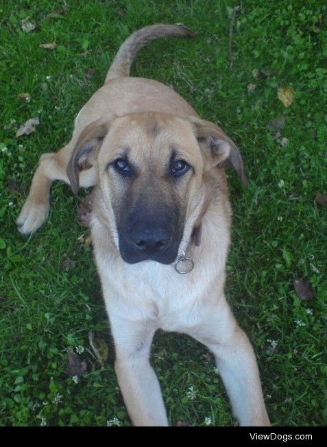 Say hello to Max, my 7 years old lab! :3