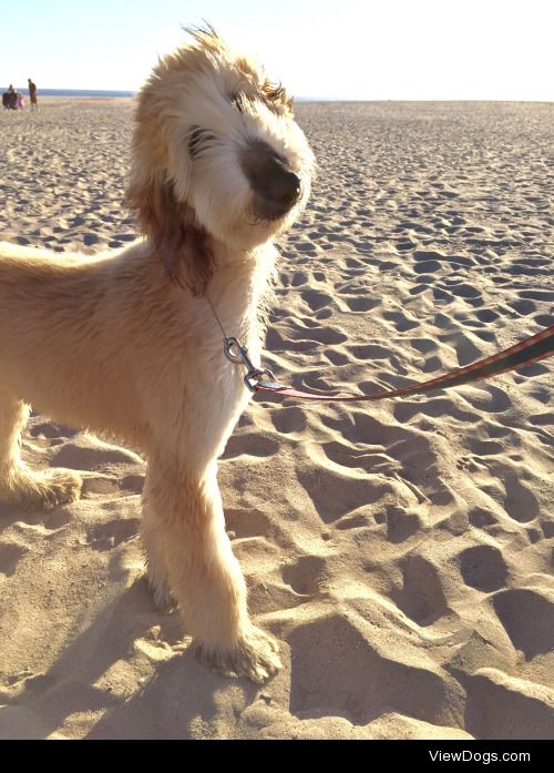 fawningoverfawn:

Fawn went to the beach for the first time…