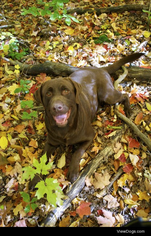 Moka – 3 year old Chocolate lab
Follow him on instagram…