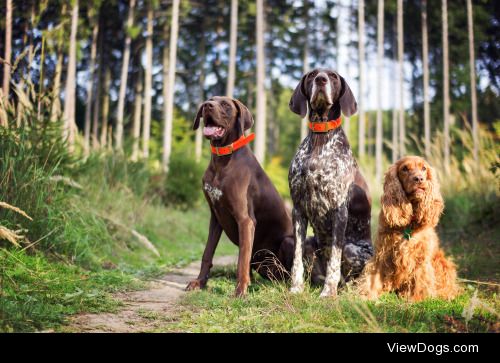 Dog friends… | Hanna Králíková