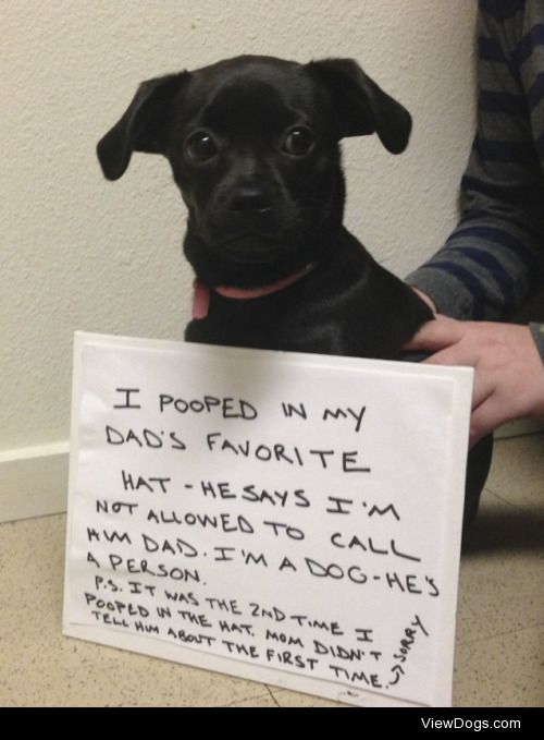 Hat Pooper

I pooped in my dad’s hat!