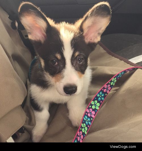 Louie, 11 week old Pembroke Welsh Corgi, and full brother to…