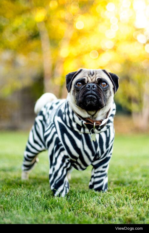 Lauren Pretorius | Zebra Pug