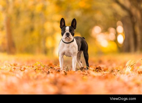 Cecilia Zuccherato | Lovely Boston Terrier