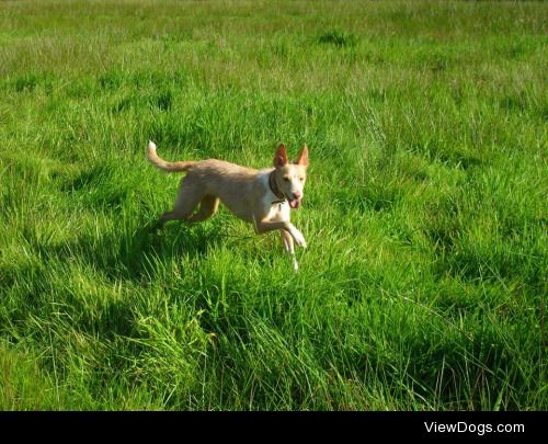 Lurvig, a 2 year old small Podenco, just enjoying nature.