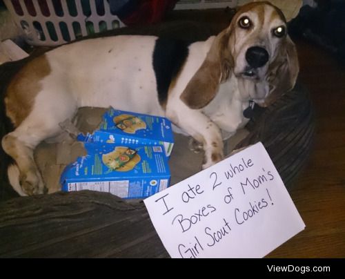 Brownies VS Girl Scouts

While I was at work, Brownie stole 2…