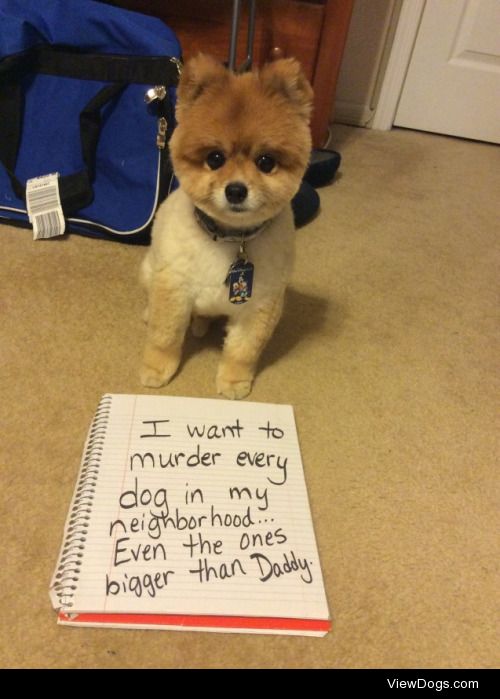 Psycho Pomeranian

I want to murder every dog in my…