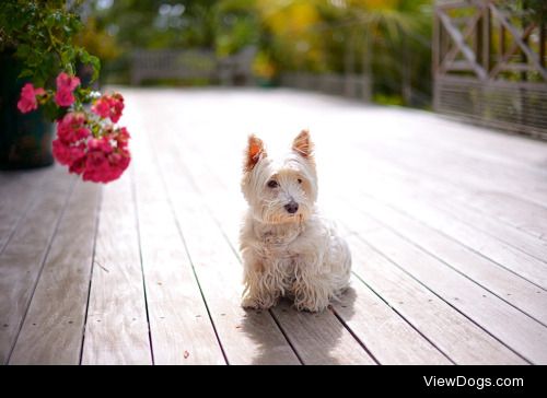 Emmanuel Cabau | Dog on the terrace