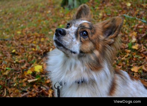 Vincent 
– a Swedish shelterdog