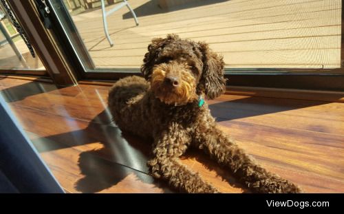 This is Bentley, our nine month old miniature poodle and the…