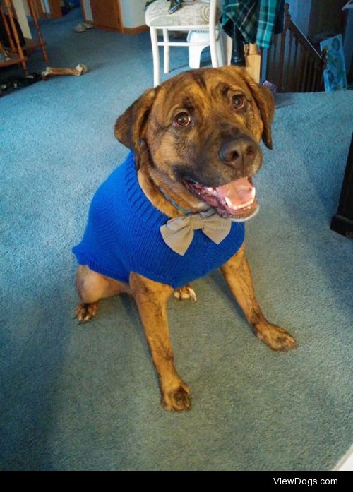 This is Handsome! He’s a 4.5yr old American Bulldog/Labrador…