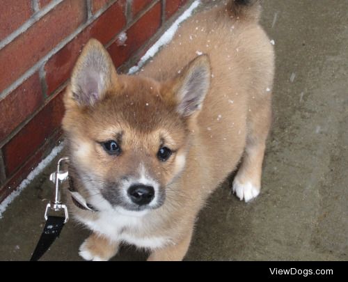 Tas, during his first winter. Full shiba inu. (The little white…