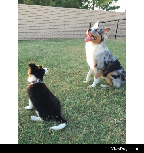 My Aussie & Border Collie! Soul’s on the left &…